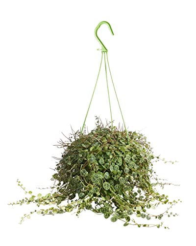 PLNTS - Peperomia Prostrata - Zimmerpflanzen, Pflanzen Echt, Nachhaltige Verpackung - 14cm Topf - Höhe 20cm - Direkt von der Gärtnerei von PLNTS