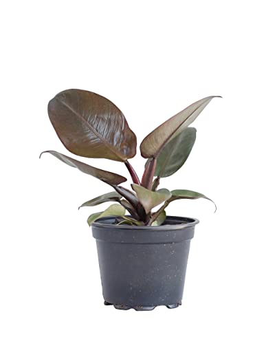 PLNTS - Philodendron Black Cardinal - Zimmerpflanzen, Pflanzen Echt, Nachhaltige Verpackung - 12cm Topf - Höhe 20cm - Direkt von der Gärtnerei von PLNTS