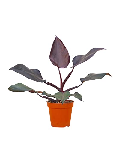 PLNTS - Philodendron Burgundy Princess - Zimmerpflanzen, Pflanzen Echt, Nachhaltige Verpackung - 13cm Topf - Höhe 25cm - Direkt von der Gärtnerei von PLNTS