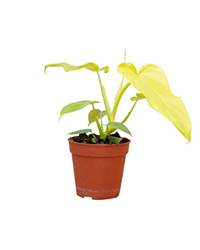 PLNTS - Philodendron Golden Violin - Zimmerpflanze - Zimmerpflanzen, Pflanzen Echt, Nachhaltige Verpackung - 12cm Topf - Höhe 35cm - Direkt von der Gärtnerei von PLNTS
