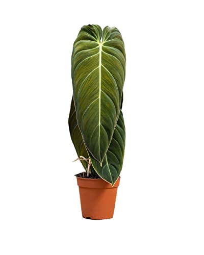 PLNTS - Philodendron Melanochrysum - Zimmerpflanze - Echte Pflanzen für Drinnen - 13cm Topf - Höhe 35cm von PLNTS