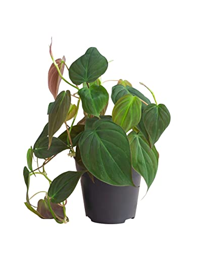 PLNTS - Philodendron Scandens Micans - Zimmerpflanzen, Pflanzen Echt, Nachhaltige Verpackung - 12cm Topf - Höhe 15cm - Direkt von der Gärtnerei von PLNTS