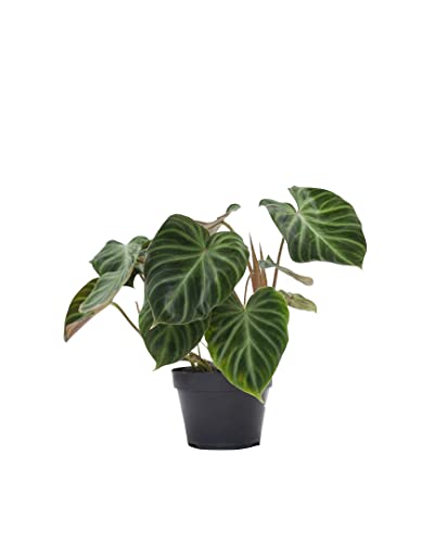 PLNTS - Philodendron Verrucosum - Zimmerpflanze - Zimmerpflanzen, Pflanzen Echt, Nachhaltige Verpackung -15cm Topf - Höhe 30cm - Direkt von der Gärtnerei von PLNTS