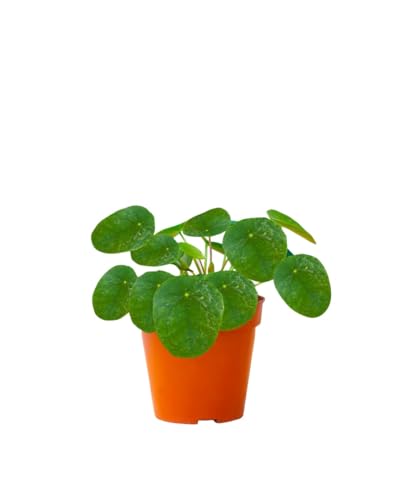 PLNTS - Pilea Peperomioides Sugar® (Ufopflanze) - Zimmerpflanzen, Pflanzen Echt, Nachhaltige Verpackung - 13cm Topf - Höhe 20cm - Direkt von der Gärtnerei von PLNTS