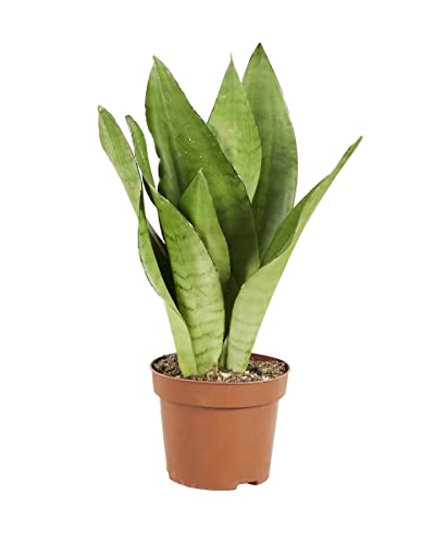 PLNTS - Sansevieria Trifasciata Moonshine - Zimmerpflanze - Zimmerpflanzen, Pflanzen Echt, Nachhaltige Verpackung - 12cm Topf - Höhe 40cm - Direkt von der Gärtnerei von PLNTS