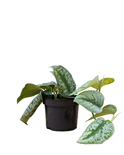 PLNTS - Scindapsus Pictus Trebie - Zimmerpflanzen, Pflanzen Echt, Nachhaltige Verpackung - 12cm Topf - Höhe 25cm - Direkt von der Gärtnerei von PLNTS