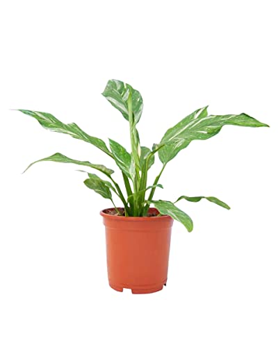 PLNTS - Spathiphyllum Diamond Variegata - Zimmerpflanzen, Pflanzen Echt, Nachhaltige Verpackung - Höhe 30cm - Direkt von der Gärtnerei von PLNTS