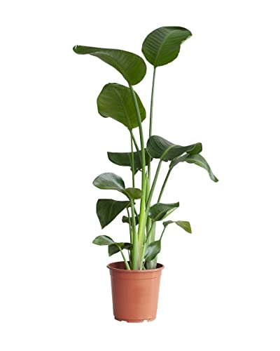 PLNTS - Strelitzia Nicolai - Zimmerpflanze - Paradiesvogelblume - Echte Pflanzen für Drinnen - Strelitzie Pflanze - 21cm Topf - Höhe 85cm PLNTS - Strelitzia Nicolai - Zimmerpflanze - Paradiesvogelblume - Echte Pflanzen für Drinnen - Strelitzie Pflanze - 21cm Topf - Höhe 85cm von PLNTS