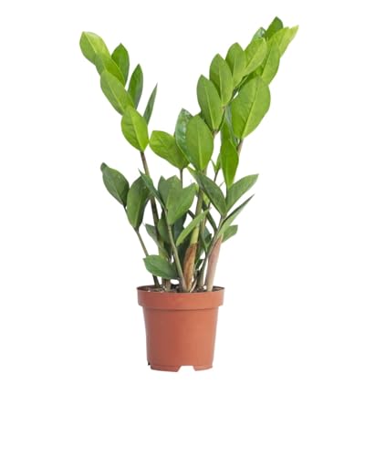 PLNTS - Zamioculcas Zamiifolia (Glücksfeder) - Zimmerpflanzen, Pflanzen Echt, Nachhaltige Verpackung - 17cm Topf - Höhe 65cm - Direkt von der Gärtnerei von PLNTS