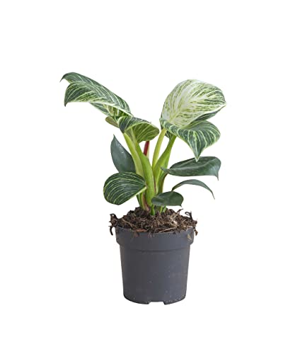 PLNTS - Philodendron Birkin - Zimmerpflanzen, Pflanzen Echt, Nachhaltige Verpackung - 11cm Topf - Höhe 25cm - Direkt von der Gärtnerei von PLNTS