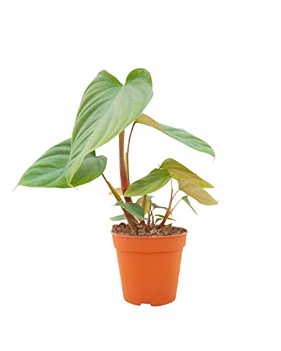 PLNTS - Philodendron Nangaritense - Zimmerpflanzen, Pflanzen Echt, Nachhaltige Verpackung - 12cm Topf - Höhe 20cm - Direkt von der Gärtnerei von PLNTS
