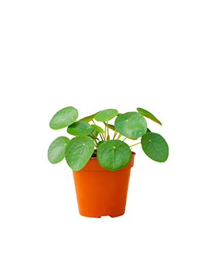 PLNTS - Pilea Peperomioides Pfannkuchenpflanze (Ufopflanze) - Zimmerpflanzen, Pflanzen Echt, Nachhaltige Verpackung - Inklusive 12cm Topf - Höhe 20cm - Direkt von der Gärtnerei von PLNTS