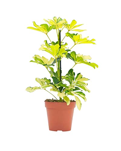 PLNTS - Schefflera Melanie (Fingeraralie) - Zimmerpflanzen, Pflanzen Echt, Nachhaltige Verpackung - 13cm Topf - Höhe 40cm - Direkt von der Gärtnerei von PLNTS