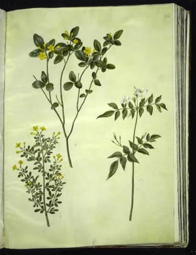 PMEFGJDPE Bekannt Deko Kunstdrucke Bilder Tier Poster Jasminum Odoratissimum by Hans Simon Holtzbecker Abstrakte Leinwand Kunst für Wohnzimmerdekoration 60x90cm PMEFGJDPE Bekannt Deko Kunstdrucke Bilder Tier Poster Jasminum Odoratissimum by Hans Simon Holtzbecker Abstrakte Leinwand Kunst für Wohnzimmerdekoration 60x90cm von PMEFGJDPE