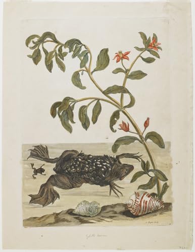 PMEFGJDPE Bekannt Deko Kunstdrucke Bilder Tier Poster Männlicher Suriname mit Eiern auf Rückenschalen und blühender Pflanze von Maria Si Abstrakte Leinwand Kunst für Wohnzimmerdekoration 60x90cm PMEFGJDPE Bekannt Deko Kunstdrucke Bilder Tier Poster Männlicher Suriname mit Eiern auf Rückenschalen und blühender Pflanze von Maria Si Abstrakte Leinwand Kunst für Wohnzimmerdekoration 60x90cm von PMEFGJDPE