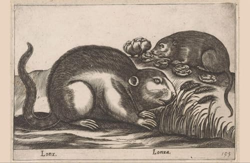 PMEFGJDPE Bekannt Deko Kunstdrucke Bilder Tier Poster Twee Muskusratten von Antonio Tempesta Abstrakte Leinwand Kunst für Wohnzimmerdekoration 60x90cm PMEFGJDPE Bekannt Deko Kunstdrucke Bilder Tier Poster Twee Muskusratten von Antonio Tempesta Abstrakte Leinwand Kunst für Wohnzimmerdekoration 60x90cm von PMEFGJDPE