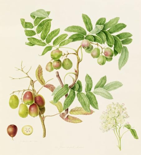 PMEFGJDPE Bekannt Deko Kunstdrucke Bilder Tier Poster die birnenförmige Service-Krabbenfrucht von William Hooker Abstrakte Leinwand Kunst für Wohnzimmerdekoration 60x90cm PMEFGJDPE Bekannt Deko Kunstdrucke Bilder Tier Poster die birnenförmige Service-Krabbenfrucht von William Hooker Abstrakte Leinwand Kunst für Wohnzimmerdekoration 60x90cm von PMEFGJDPE