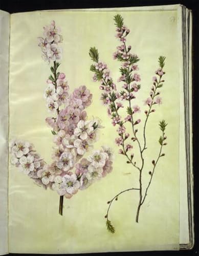 PMEFGJDPE Bekannt Dekorative Bilder Graffiti Wandbild Prunus Dulcis by Hans Simon Holtzbecker Graffiti Leinwanddruck für Wanddekoration 60x90cm PMEFGJDPE Bekannt Dekorative Bilder Graffiti Wandbild Prunus Dulcis by Hans Simon Holtzbecker Graffiti Leinwanddruck für Wanddekoration 60x90cm von PMEFGJDPE