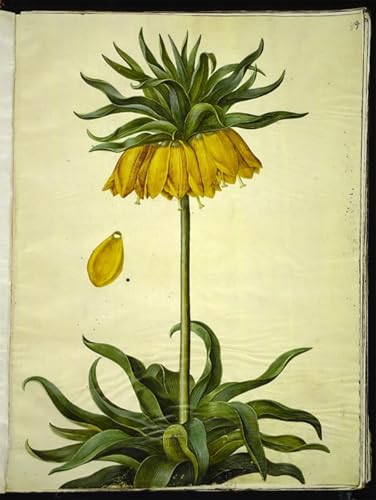 PMEFGJDPE Bekannt Leinwand Wandkunst Malerei Wandkunst Fritillaria Imperialis by Hans Simon Holtzbecker Mode Leinwand Malerei für Office Home Decor 60x90cm PMEFGJDPE Bekannt Leinwand Wandkunst Malerei Wandkunst Fritillaria Imperialis by Hans Simon Holtzbecker Mode Leinwand Malerei für Office Home Decor 60x90cm von PMEFGJDPE
