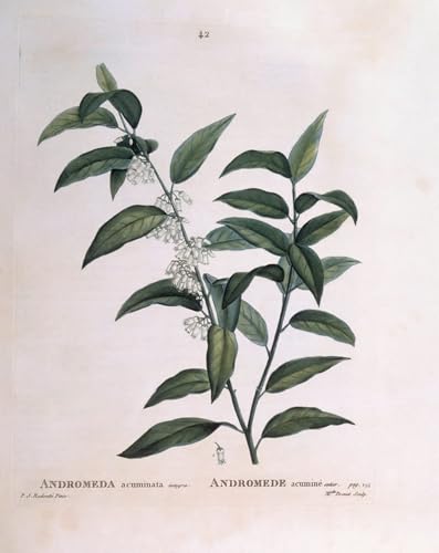 PMEFGJDPE Bekannt Poster Kunstdrucke Porträts Wandkunst Andromeda Acuminata Henry Louis Duhamel Du Monceau Botanischer Teller von Pierre Redouté Leinwand Ölgemälde für Heimtextilien 60x90cm PMEFGJDPE Bekannt Poster Kunstdrucke Porträts Wandkunst Andromeda Acuminata Henry Louis Duhamel Du Monceau Botanischer Teller von Pierre Redouté Leinwand Ölgemälde für Heimtextilien 60x90cm von PMEFGJDPE