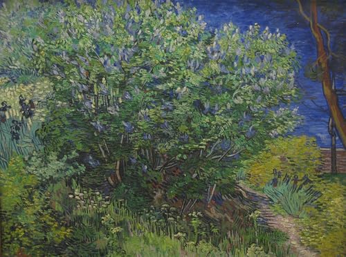 PMEFGJDPE Bekannt Poster Kunstdrucke Porträts Wandkunst Busch von vincent van gogh Leinwand Ölgemälde für Heimtextilien 60x90cm PMEFGJDPE Bekannt Poster Kunstdrucke Porträts Wandkunst Busch von vincent van gogh Leinwand Ölgemälde für Heimtextilien 60x90cm von PMEFGJDPE