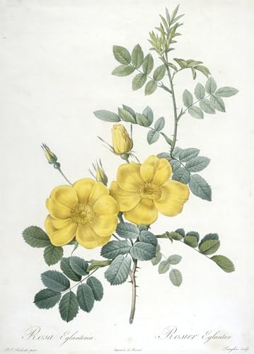 PMEFGJDPE Bekannt Poster Kunstdrucke Porträts Wandkunst Rosa Eglanteria Rosier Eglantier von Pierre Redouté Leinwand Ölgemälde für Heimtextilien 60x90cm PMEFGJDPE Bekannt Poster Kunstdrucke Porträts Wandkunst Rosa Eglanteria Rosier Eglantier von Pierre Redouté Leinwand Ölgemälde für Heimtextilien 60x90cm von PMEFGJDPE