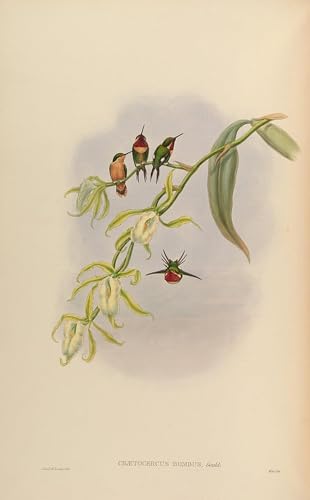 PMEFGJDPE Bekannt Poster Kunstdrucke Porträts Wandkunst Tiervogel Chaetocercus bombus von john gould Leinwand Ölgemälde für Heimtextilien 60x90cm PMEFGJDPE Bekannt Poster Kunstdrucke Porträts Wandkunst Tiervogel Chaetocercus bombus von john gould Leinwand Ölgemälde für Heimtextilien 60x90cm von PMEFGJDPE