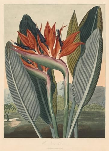 PMEFGJDPE Bekannt Poster Kunstdrucke Porträts Wandkunst der Tempel von Flora die Königin-Blume durch berühmten Künstler Leinwand Ölgemälde für Heimtextilien 60x90cm von PMEFGJDPE