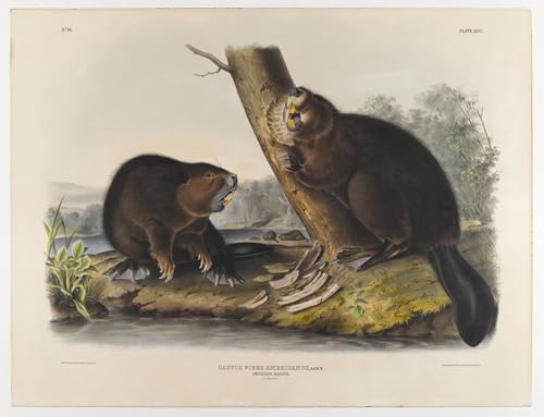PMEFGJDPE Berühmte Gemälde Deko Kunstdrucke Bilder Tier Poster Amerikanischer Biber Von John Audubon Abstrakte Leinwand Kunst für Wohnzimmerdekoration 60x90cm von PMEFGJDPE