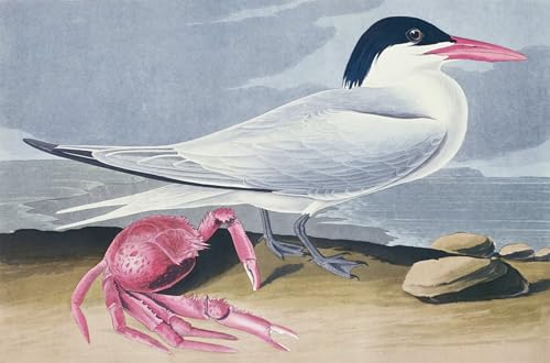 PMEFGJDPE Berühmte Gemälde Deko Kunstdrucke Bilder Tier Poster Cayenne seeschwalbe von john audubon Abstrakte Leinwand Kunst für Wohnzimmerdekoration 60x90cm PMEFGJDPE Berühmte Gemälde Deko Kunstdrucke Bilder Tier Poster Cayenne seeschwalbe von john audubon Abstrakte Leinwand Kunst für Wohnzimmerdekoration 60x90cm von PMEFGJDPE
