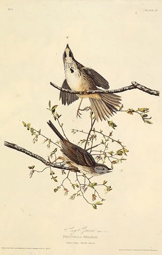 PMEFGJDPE Berühmte Gemälde Deko Kunstdrucke Bilder Tier Poster Der song aus den birds of von john audubon Abstrakte Leinwand Kunst für Wohnzimmerdekoration 60x90cm PMEFGJDPE Berühmte Gemälde Deko Kunstdrucke Bilder Tier Poster Der song aus den birds of von john audubon Abstrakte Leinwand Kunst für Wohnzimmerdekoration 60x90cm von PMEFGJDPE