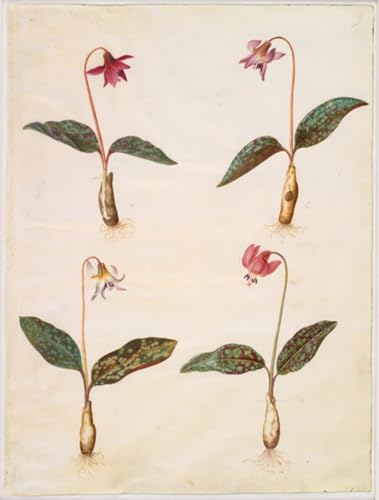 PMEFGJDPE Berühmte Gemälde Deko Kunstdrucke Bilder Tier Poster Erythronium Dog tooth by Hans Simon Holtzbecker Abstrakte Leinwand Kunst für Wohnzimmerdekoration 60x90cm PMEFGJDPE Berühmte Gemälde Deko Kunstdrucke Bilder Tier Poster Erythronium Dog tooth by Hans Simon Holtzbecker Abstrakte Leinwand Kunst für Wohnzimmerdekoration 60x90cm von PMEFGJDPE