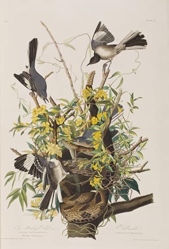 PMEFGJDPE Berühmte Gemälde Deko Kunstdrucke Bilder Tier Poster Illustration von birds of von john audubon Abstrakte Leinwand Kunst für Wohnzimmerdekoration 60x90cm von PMEFGJDPE