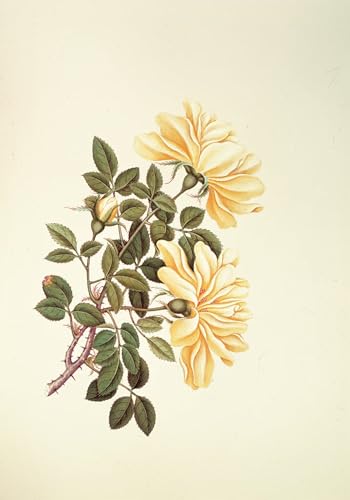 PMEFGJDPE Berühmte Gemälde Deko Kunstdrucke Bilder Tier Poster Rose Chinese by Georg Dionysius Ehret Abstrakte Leinwand Kunst für Wohnzimmerdekoration 60x90cm PMEFGJDPE Berühmte Gemälde Deko Kunstdrucke Bilder Tier Poster Rose Chinese by Georg Dionysius Ehret Abstrakte Leinwand Kunst für Wohnzimmerdekoration 60x90cm von PMEFGJDPE