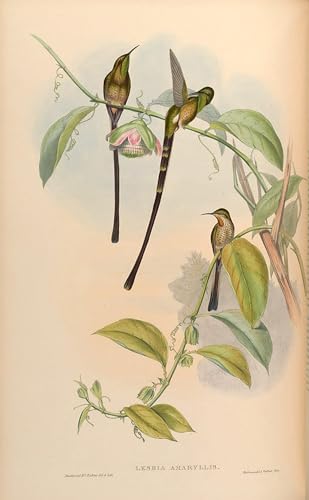 PMEFGJDPE Berühmte Gemälde Deko Kunstdrucke Bilder Tier Poster Tier vogel lesbia Amaryllis Lesbia Victoriae Amaryllis von john gould Abstrakte Leinwand Kunst für Wohnzimmerdekoration 60x90cm von PMEFGJDPE