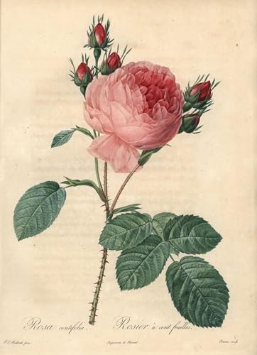 PMEFGJDPE Berühmte Gemälde Dekorative Bilder Graffiti Wandbild Rose Hundred Leaves Eau Forte von Pierre Redouté Graffiti Leinwanddruck für Wanddekoration 60x90cm PMEFGJDPE Berühmte Gemälde Dekorative Bilder Graffiti Wandbild Rose Hundred Leaves Eau Forte von Pierre Redouté Graffiti Leinwanddruck für Wanddekoration 60x90cm von PMEFGJDPE