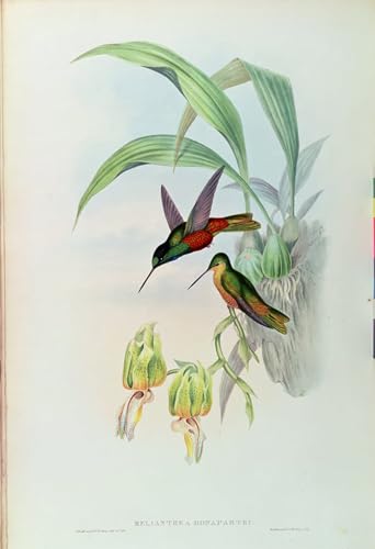 PMEFGJDPE Berühmte Gemälde Dekorative Bilder Graffiti Wandbild Tiervogel Bonapartes Sternfrontkolibri Von John Gould Graffiti Leinwanddruck für Wanddekoration 60x90cm PMEFGJDPE Berühmte Gemälde Dekorative Bilder Graffiti Wandbild Tiervogel Bonapartes Sternfrontkolibri Von John Gould Graffiti Leinwanddruck für Wanddekoration 60x90cm von PMEFGJDPE