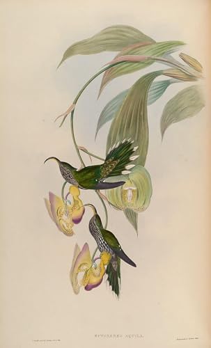 PMEFGJDPE Berühmte Gemälde Dekorative Bilder Graffiti Wandbild Tiervogel Eutoxeres aquila von john gould Graffiti Leinwanddruck für Wanddekoration 60x90cm PMEFGJDPE Berühmte Gemälde Dekorative Bilder Graffiti Wandbild Tiervogel Eutoxeres aquila von john gould Graffiti Leinwanddruck für Wanddekoration 60x90cm von PMEFGJDPE