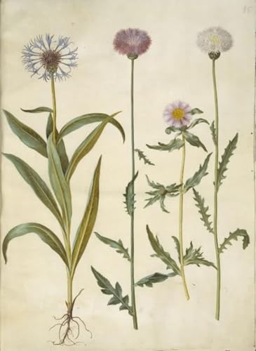 PMEFGJDPE Berühmte Gemälde Leinwand Wandkunst Malerei Wandkunst Centaurea Montana Ambergris Muscat by Hans Simon Holtzbecker Mode Leinwand Malerei für Office Home Decor 60x90cm PMEFGJDPE Berühmte Gemälde Leinwand Wandkunst Malerei Wandkunst Centaurea Montana Ambergris Muscat by Hans Simon Holtzbecker Mode Leinwand Malerei für Office Home Decor 60x90cm von PMEFGJDPE