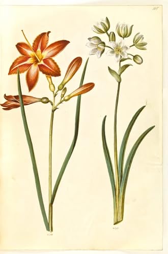 PMEFGJDPE Berühmte Gemälde Leinwand Wandkunst Malerei Wandkunst Hemerocallis Fulva by Hans Simon Holtzbecker Mode Leinwand Malerei für Office Home Decor 60x90cm PMEFGJDPE Berühmte Gemälde Leinwand Wandkunst Malerei Wandkunst Hemerocallis Fulva by Hans Simon Holtzbecker Mode Leinwand Malerei für Office Home Decor 60x90cm von PMEFGJDPE