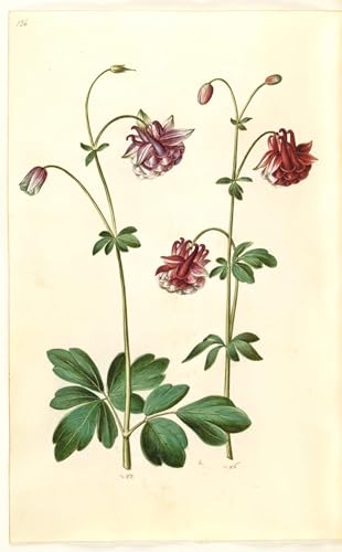PMEFGJDPE Berühmte Gemälde Poster Kunstdrucke Porträts Wandkunst Aquilegia by Hans Simon Holtzbecker Leinwand Ölgemälde für Heimtextilien 60x90cm PMEFGJDPE Berühmte Gemälde Poster Kunstdrucke Porträts Wandkunst Aquilegia by Hans Simon Holtzbecker Leinwand Ölgemälde für Heimtextilien 60x90cm von PMEFGJDPE