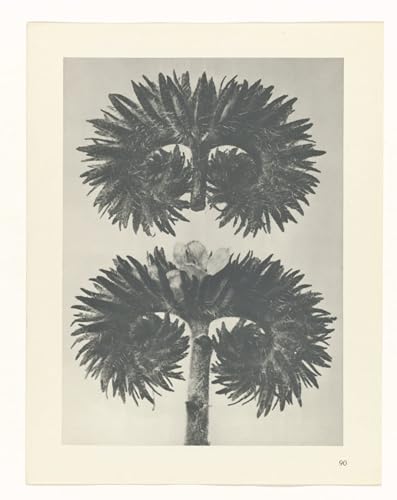 PMEFGJDPE Berühmte Gemälde Poster Kunstdrucke Porträts Wandkunst Botanisches Bild auf Leinwand von Karl Blossfeldt Leinwand Ölgemälde für Heimtextilien 60x90cm PMEFGJDPE Berühmte Gemälde Poster Kunstdrucke Porträts Wandkunst Botanisches Bild auf Leinwand von Karl Blossfeldt Leinwand Ölgemälde für Heimtextilien 60x90cm von PMEFGJDPE