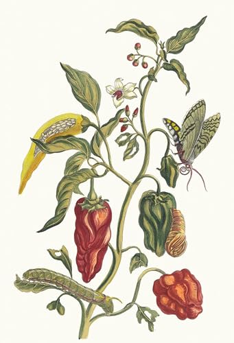 PMEFGJDPE Berühmte Gemälde Poster Kunstdrucke Porträts Wandkunst Poivre D'inde by Maria Sibylla Merian Leinwand Ölgemälde für Heimtextilien 60x90cm PMEFGJDPE Berühmte Gemälde Poster Kunstdrucke Porträts Wandkunst Poivre D'inde by Maria Sibylla Merian Leinwand Ölgemälde für Heimtextilien 60x90cm von PMEFGJDPE