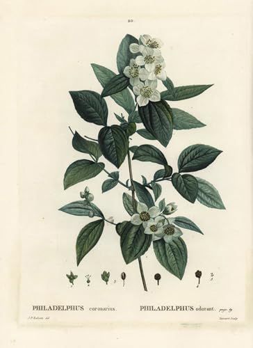 PMEFGJDPE Berühmte Gemälde Poster Kunstdrucke Porträts Wandkunst Süßer, orangefarbener Englischer Hartriegel Philadelphus Coronarius von Pierre Redouté Leinwand Ölgemälde für Heimtextilien 60x90cm PMEFGJDPE Berühmte Gemälde Poster Kunstdrucke Porträts Wandkunst Süßer, orangefarbener Englischer Hartriegel Philadelphus Coronarius von Pierre Redouté Leinwand Ölgemälde für Heimtextilien 60x90cm von PMEFGJDPE