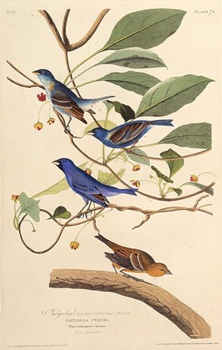 PMEFGJDPE Berühmte Gemälde Poster Wandbilder Gemalde Kunst Poster Die indigobirds aus den birds of von john audubon Vintage Leinwandkunst für Schlafzimmer Home Decor 60x90cm PMEFGJDPE Berühmte Gemälde Poster Wandbilder Gemalde Kunst Poster Die indigobirds aus den birds of von john audubon Vintage Leinwandkunst für Schlafzimmer Home Decor 60x90cm von PMEFGJDPE