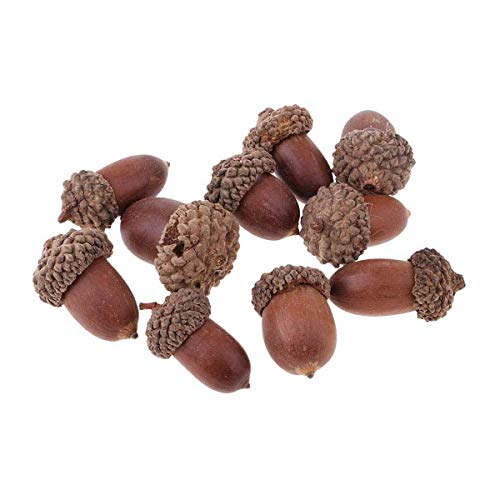POFET 10 Stück Mini Small Natural Acorns Tischschmuck In Bulk Dried Flowers,Eicheln Decor Craft für Dekoration Zuhause Haus für Weihnachtsdekoration oder Bastelarbeit Blumenmuster von POFET