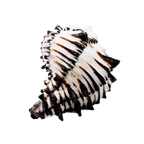 POPETPOP 1stück Natürliche Deko Für Aquarium Landschaftsaccessoires Und Stilvolle Fischnahrung Für Ansprechendes Zuhause POPETPOP 1stück Natürliche Deko Für Aquarium Landschaftsaccessoires Und Stilvolle Fischnahrung Für Ansprechendes Zuhause von POPETPOP