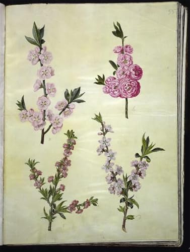 POSTERIIk Berühmt Leinwand Ölgemälde Poster Kunstwerke Prunus Dulcis Prunus Persica by Hans Simon Holtzbecker Druckgrafik für Wohnzimmerdekoration 60x90cm von POSTERIIk