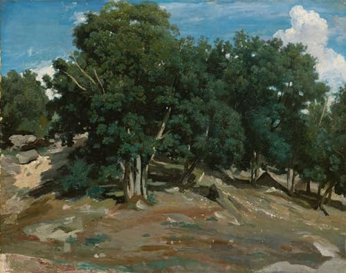 POSTERIIk Berühmt Moderne Leinwanddrucke Straße Graffiti Bilder Fontainebleau: Eichen in Bas-Bréau, Öl auf Papier auf Holz von Jean Baptiste Camille Corot für Office Home Decor 60x90cm von POSTERIIk