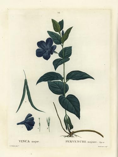 POSTERIIk Vintage Abstrakt auf Leinwand Vintage Wandbild Bigleaf Immergrün Großes Immergrün oder Immergrün Vinca Major von Pierre Redouté Tier Poster für Wanddekoration 60x90cm von POSTERIIk